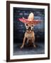 A Tiny Chihuahua With A Sombrero Hat On-graphicphoto-Framed Photographic Print