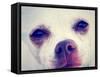 A Tiny Chihuahua with the Focus on the Eyes-graphicphoto-Framed Stretched Canvas