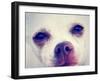 A Tiny Chihuahua with the Focus on the Eyes-graphicphoto-Framed Photographic Print