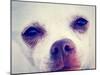 A Tiny Chihuahua with the Focus on the Eyes-graphicphoto-Mounted Photographic Print