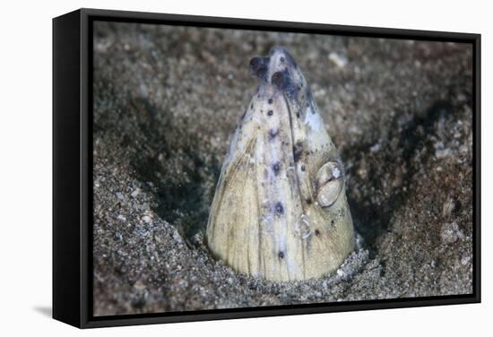 A Tiny Cleaner Shrimp Removes Parasites from a Black-Finned Snake Eel-Stocktrek Images-Framed Stretched Canvas