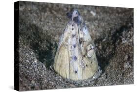 A Tiny Cleaner Shrimp Removes Parasites from a Black-Finned Snake Eel-Stocktrek Images-Stretched Canvas