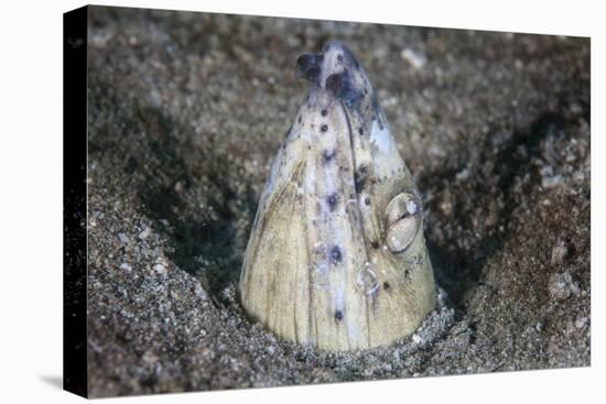 A Tiny Cleaner Shrimp Removes Parasites from a Black-Finned Snake Eel-Stocktrek Images-Stretched Canvas