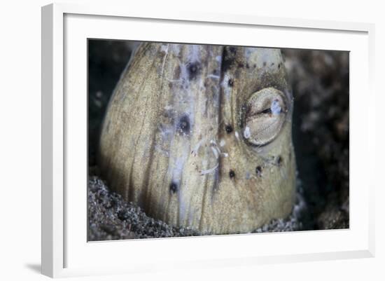 A Tiny Cleaner Shrimp Removes Parasites from a Black-Finned Snake Eel-Stocktrek Images-Framed Photographic Print