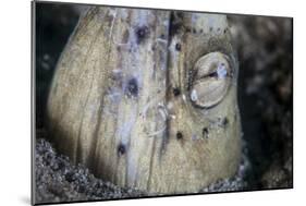 A Tiny Cleaner Shrimp Removes Parasites from a Black-Finned Snake Eel-Stocktrek Images-Mounted Photographic Print