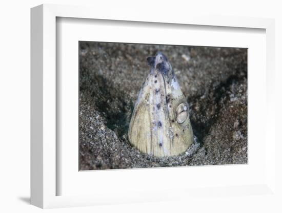 A Tiny Cleaner Shrimp Removes Parasites from a Black-Finned Snake Eel-Stocktrek Images-Framed Photographic Print