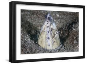 A Tiny Cleaner Shrimp Removes Parasites from a Black-Finned Snake Eel-Stocktrek Images-Framed Photographic Print