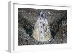 A Tiny Cleaner Shrimp Removes Parasites from a Black-Finned Snake Eel-Stocktrek Images-Framed Photographic Print