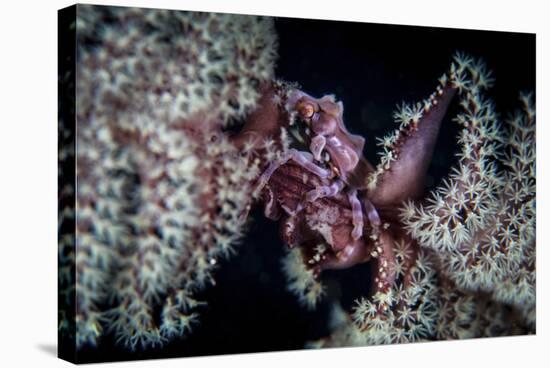 A Tiny Crab Clings to a Sea Pen on a Reef-Stocktrek Images-Stretched Canvas