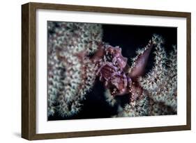 A Tiny Crab Clings to a Sea Pen on a Reef-Stocktrek Images-Framed Photographic Print