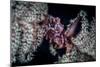 A Tiny Crab Clings to a Sea Pen on a Reef-Stocktrek Images-Mounted Photographic Print