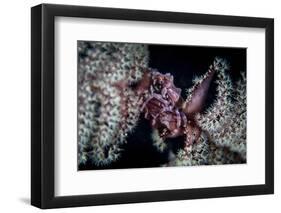 A Tiny Crab Clings to a Sea Pen on a Reef-Stocktrek Images-Framed Photographic Print