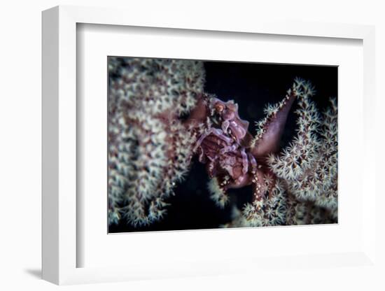 A Tiny Crab Clings to a Sea Pen on a Reef-Stocktrek Images-Framed Photographic Print
