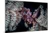 A Tiny Crab Clings to a Sea Pen on a Reef-Stocktrek Images-Mounted Photographic Print