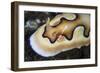 A Tiny Emperor Shrimp on a Nudibranch-Stocktrek Images-Framed Photographic Print