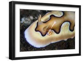 A Tiny Emperor Shrimp on a Nudibranch-Stocktrek Images-Framed Photographic Print