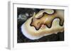 A Tiny Emperor Shrimp on a Nudibranch-Stocktrek Images-Framed Photographic Print