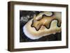 A Tiny Emperor Shrimp on a Nudibranch-Stocktrek Images-Framed Photographic Print