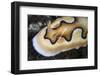 A Tiny Emperor Shrimp on a Nudibranch-Stocktrek Images-Framed Photographic Print