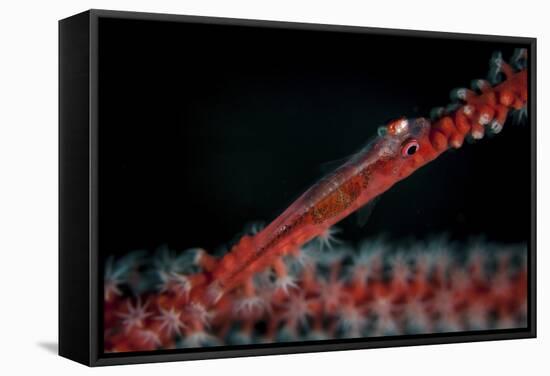 A Tiny Ghost Goby Lays on a Gorgonian-Stocktrek Images-Framed Stretched Canvas