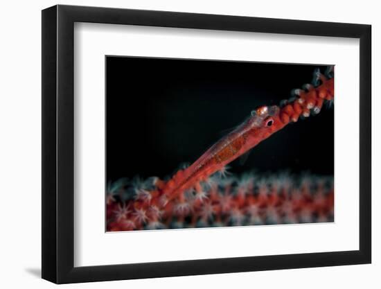 A Tiny Ghost Goby Lays on a Gorgonian-Stocktrek Images-Framed Photographic Print