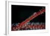 A Tiny Ghost Goby Lays on a Gorgonian-Stocktrek Images-Framed Photographic Print