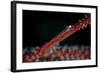 A Tiny Ghost Goby Lays on a Gorgonian-Stocktrek Images-Framed Photographic Print