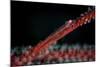 A Tiny Ghost Goby Lays on a Gorgonian-Stocktrek Images-Mounted Photographic Print