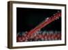 A Tiny Ghost Goby Lays on a Gorgonian-Stocktrek Images-Framed Photographic Print