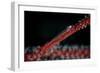 A Tiny Ghost Goby Lays on a Gorgonian-Stocktrek Images-Framed Photographic Print