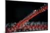 A Tiny Ghost Goby Lays on a Gorgonian-Stocktrek Images-Mounted Photographic Print