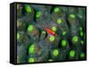 A Tiny Gobidon Gobiodon Trimma Anaima Among the Corals-Andrea Ferrari-Framed Stretched Canvas