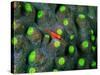 A Tiny Gobidon Gobiodon Trimma Anaima Among the Corals-Andrea Ferrari-Stretched Canvas