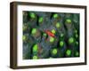 A Tiny Gobidon Gobiodon Trimma Anaima Among the Corals-Andrea Ferrari-Framed Photographic Print