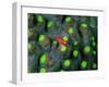 A Tiny Gobidon Gobiodon Trimma Anaima Among the Corals-Andrea Ferrari-Framed Photographic Print