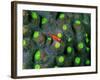 A Tiny Gobidon Gobiodon Trimma Anaima Among the Corals-Andrea Ferrari-Framed Photographic Print