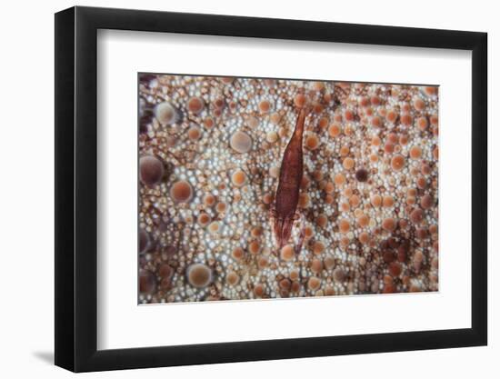 A Tiny Shrimp Lives on a Pin Cushion Sea Star-Stocktrek Images-Framed Premium Photographic Print