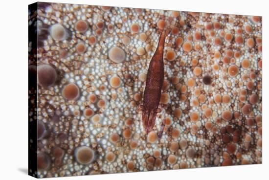 A Tiny Shrimp Lives on a Pin Cushion Sea Star-Stocktrek Images-Stretched Canvas
