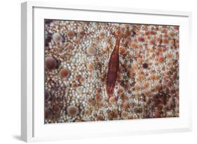 A Tiny Shrimp Lives on a Pin Cushion Sea Star-Stocktrek Images-Framed Photographic Print