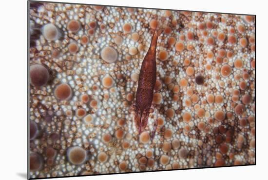 A Tiny Shrimp Lives on a Pin Cushion Sea Star-Stocktrek Images-Mounted Photographic Print