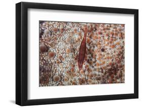A Tiny Shrimp Lives on a Pin Cushion Sea Star-Stocktrek Images-Framed Photographic Print