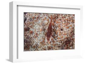 A Tiny Shrimp Lives on a Pin Cushion Sea Star-Stocktrek Images-Framed Photographic Print