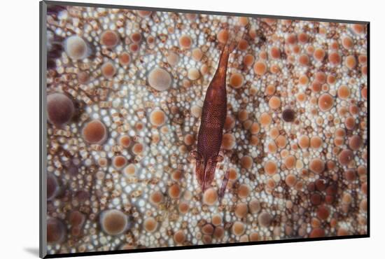 A Tiny Shrimp Lives on a Pin Cushion Sea Star-Stocktrek Images-Mounted Photographic Print