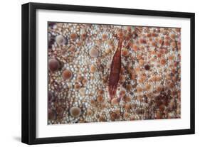 A Tiny Shrimp Lives on a Pin Cushion Sea Star-Stocktrek Images-Framed Photographic Print