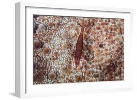 A Tiny Shrimp Lives on a Pin Cushion Sea Star-Stocktrek Images-Framed Photographic Print