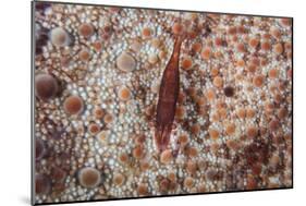 A Tiny Shrimp Lives on a Pin Cushion Sea Star-Stocktrek Images-Mounted Photographic Print
