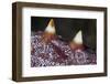 A Tiny Shrimp Lives on a Starfish in Lembeh Strait, Indonesia-Stocktrek Images-Framed Premium Photographic Print