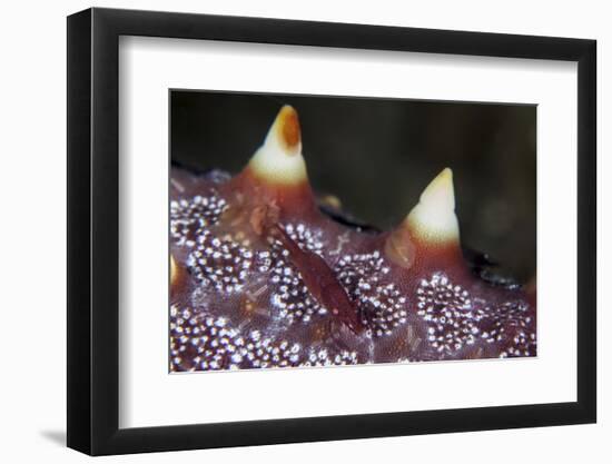 A Tiny Shrimp Lives on a Starfish in Lembeh Strait, Indonesia-Stocktrek Images-Framed Premium Photographic Print