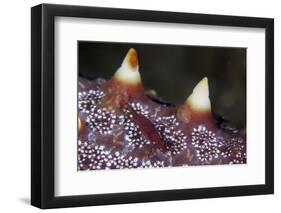 A Tiny Shrimp Lives on a Starfish in Lembeh Strait, Indonesia-Stocktrek Images-Framed Premium Photographic Print
