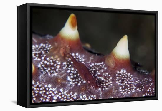 A Tiny Shrimp Lives on a Starfish in Lembeh Strait, Indonesia-Stocktrek Images-Framed Stretched Canvas